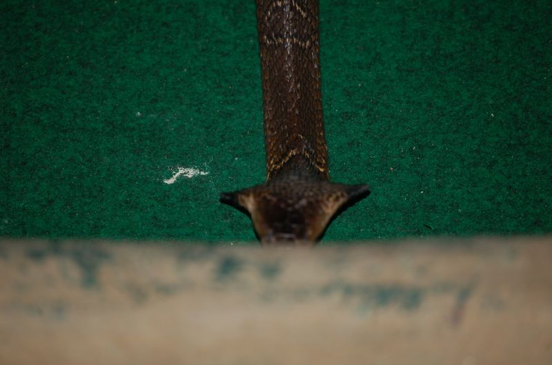 DSC_6574.JPG