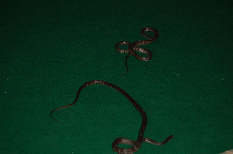 DSC_6592.JPG