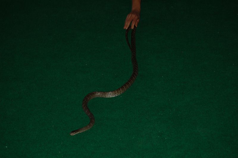 DSC_6595.JPG