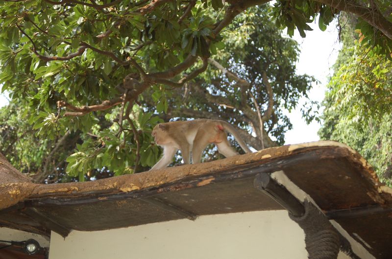 DSC_7052.JPG