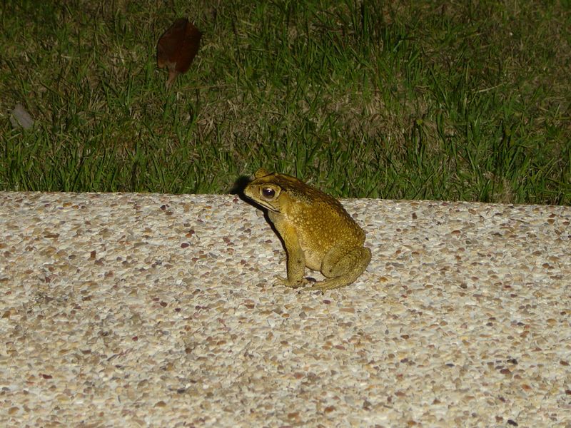 DSC01006.JPG