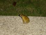 DSC01006.JPG