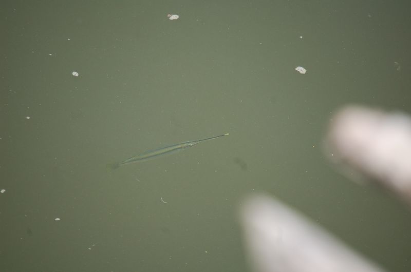 DSC_7339.JPG