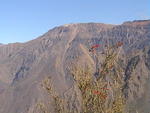 DSC00485