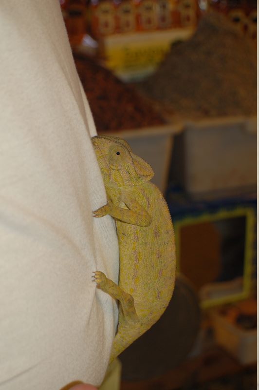 DSC_0307.JPG