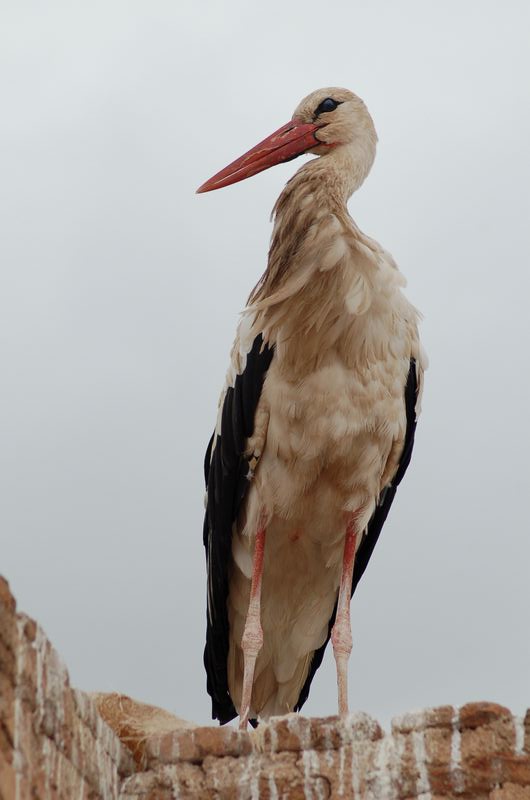 DSC_0903.JPG