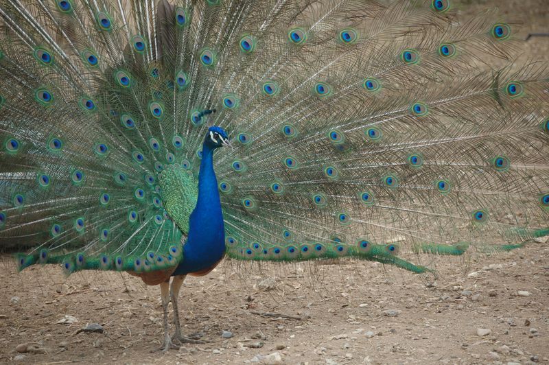 DSC_9996.JPG