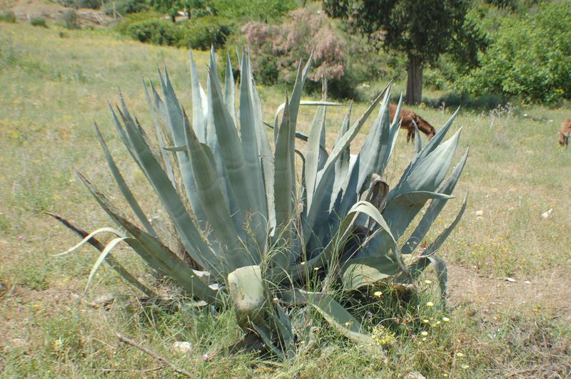 DSC_3021.JPG