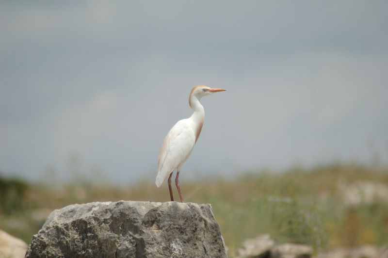 DSC_3069.JPG