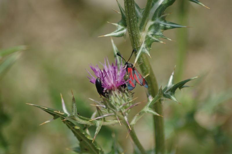 DSC_3099.JPG
