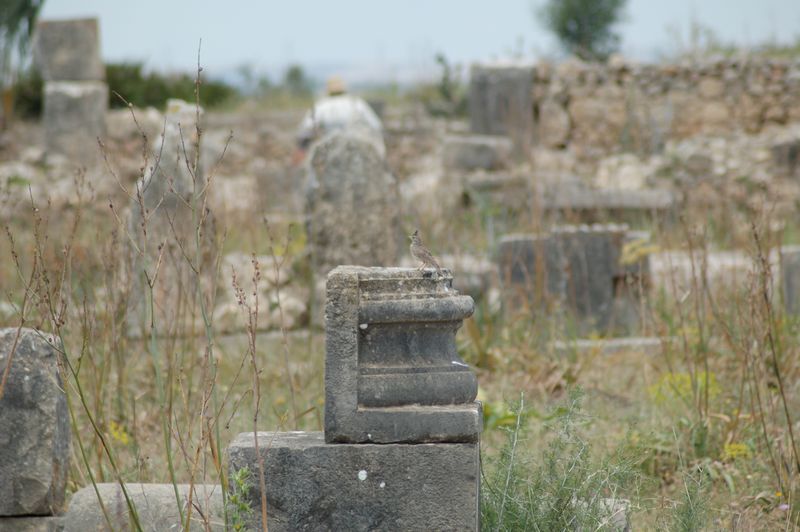 DSC_3102.JPG