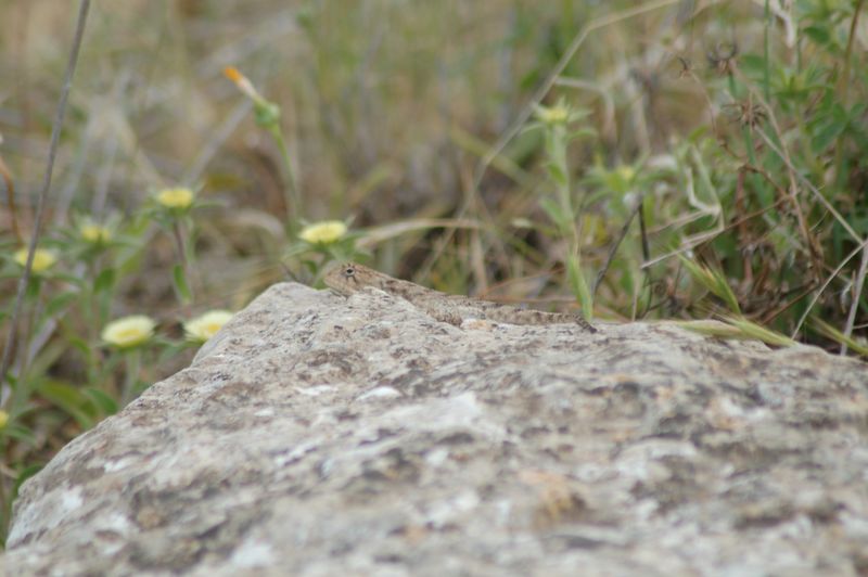 DSC_3228.JPG