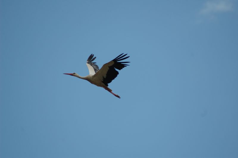 DSC_3239.JPG