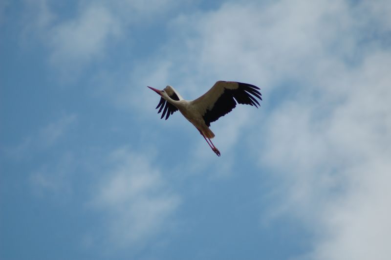 DSC_3240.JPG
