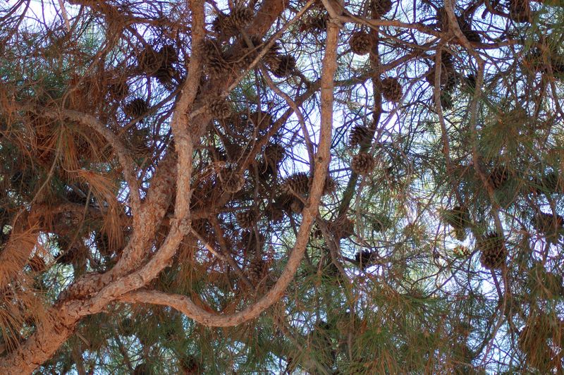 dsc_00104.JPG