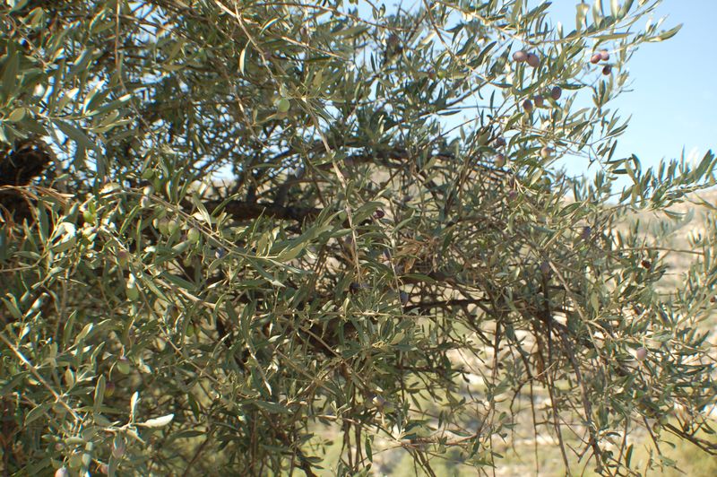 dsc_00115.JPG