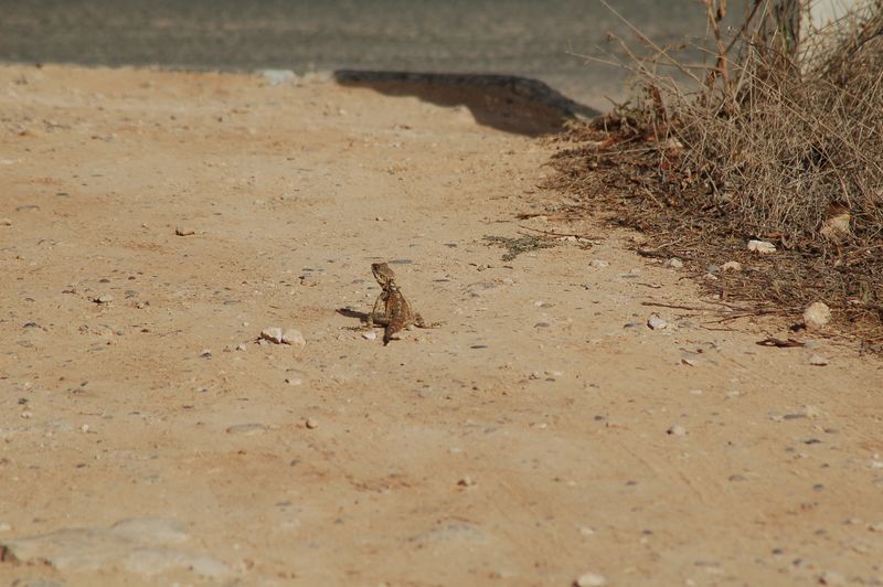 dsc_00269.JPG