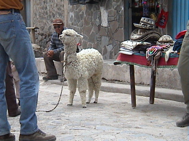 DSC00508