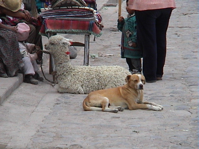 DSC00509