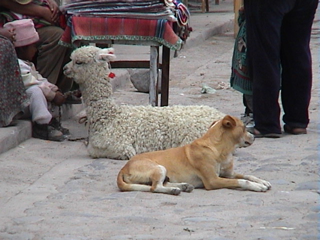 DSC00510