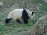 Beijing Zoo