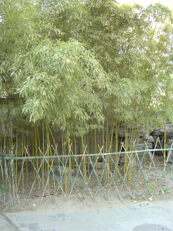 DSC04752