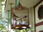 Fish, bird and flower market