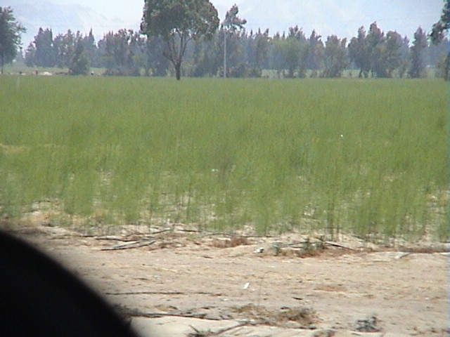 DSC00411