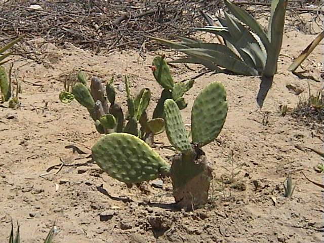 DSC00412