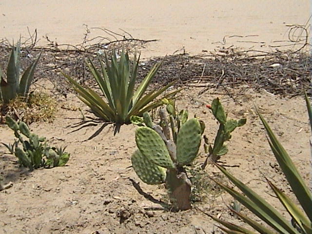DSC00413